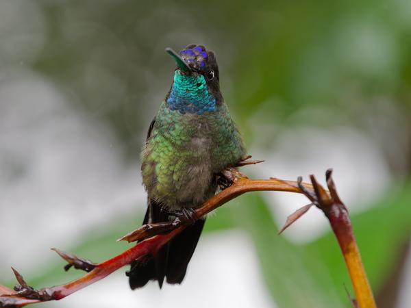 <h3><a href="/trips/costa-rica/biota/animalia/chordata/aves/apodiformes/trochilidae/eugenes spectabilis/eugenes spectabilis-nl.html">Eugenes&nbsp;spectabilis</a> / Talamanca&nbsp;hummingbird / Lawrence&nbsp;kolibrie</h3>OM-1 met M.40-150mm F2.8 + MC-14, 1/2000 sec  bij F4.0, ISO 4000, afstand 1.885&nbsp;m